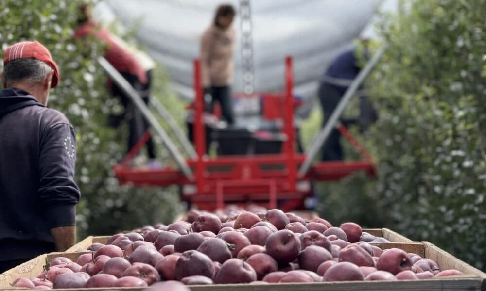 Succes istoric pentru agricultura moldovenească: merele din Briceni ajung pe piața Islandei