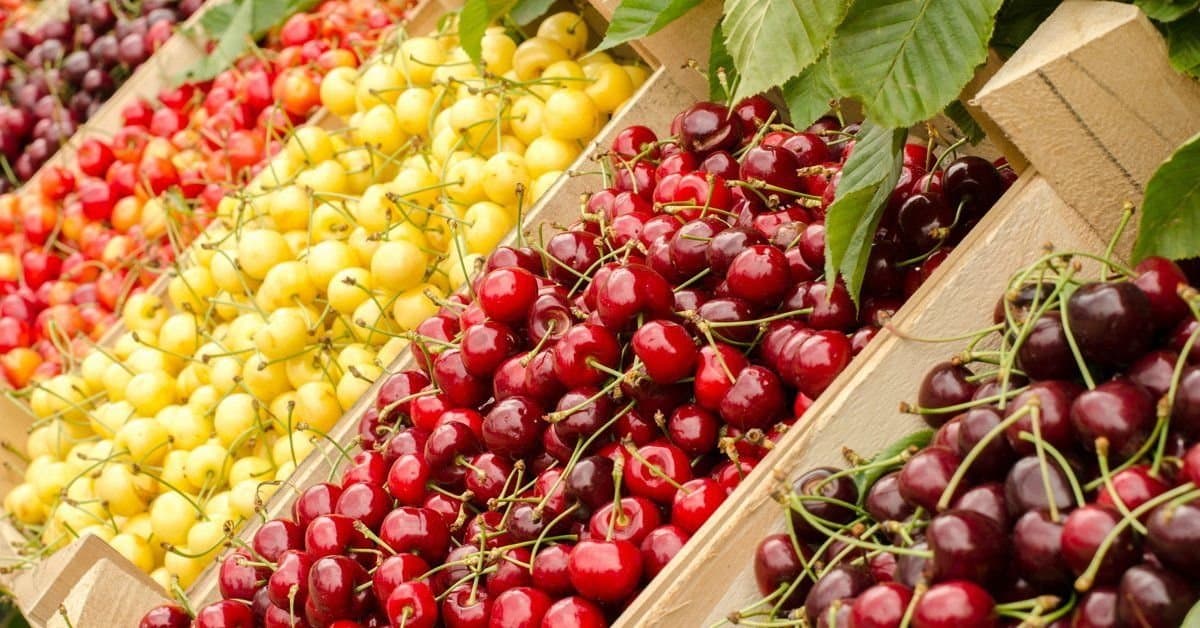 În luna iunie 2025, R. Moldova a fost a patra țară din lume care a exportat cele mai multe vișine – IDIS „Viitorul”